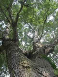 poplar tree